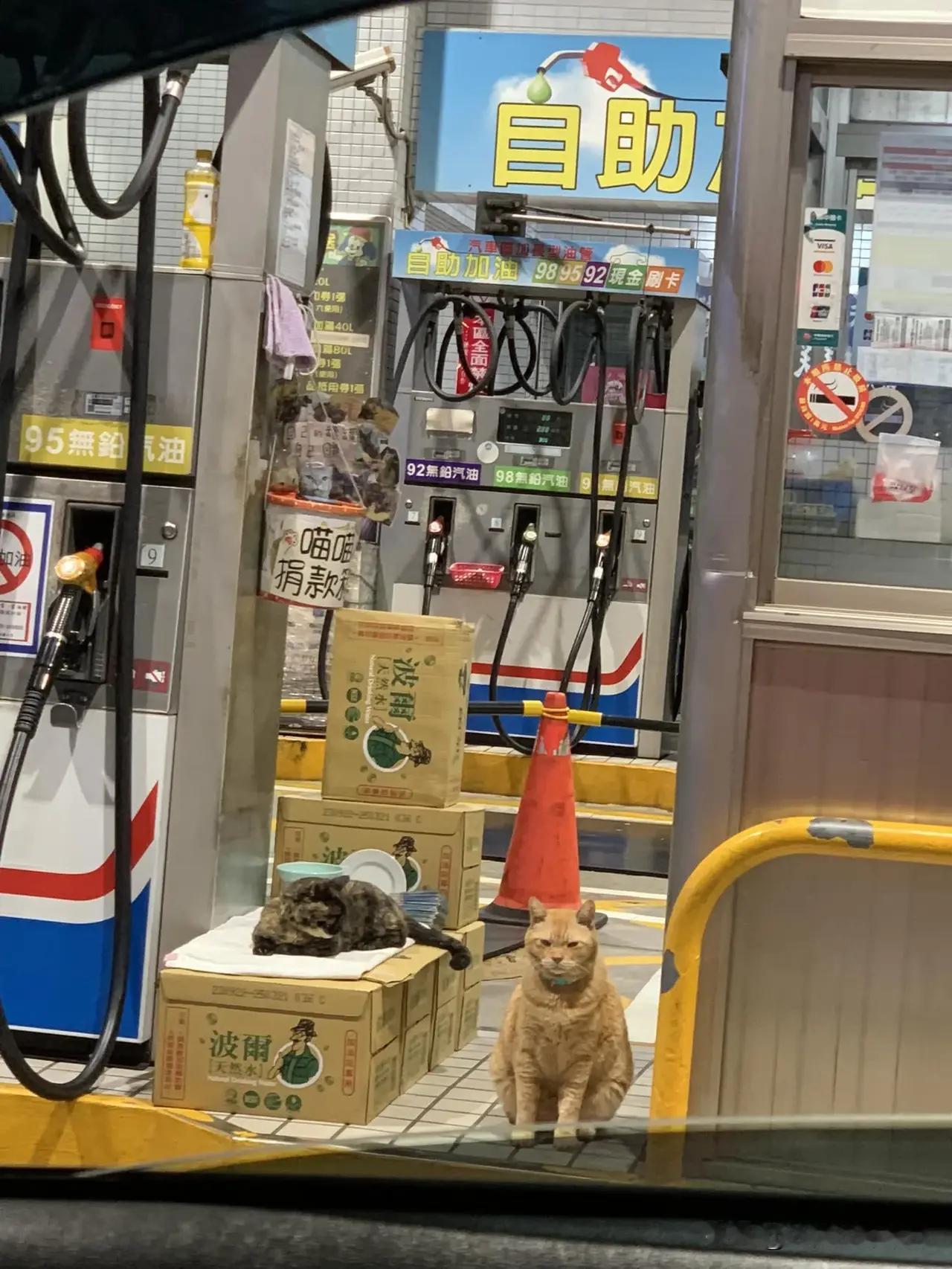 😼：喂~那只加油的两脚兽，用俺的内部卡加油才九毛钱一碗噢~