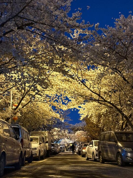 蓝调时分的青岛樱花，路两边的樱花大道很美