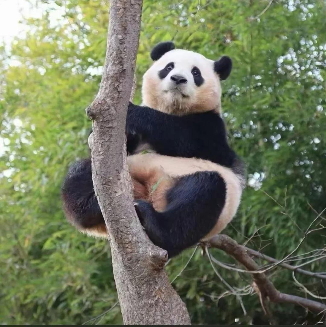 每天早起打卡早安安 ​​​
