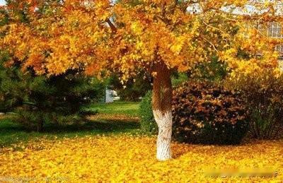 #秋日生活记录#立冬
吴印顺（江西）
秋尽催寒霜冻叶，烟云布雾冷侵衣。
冽风吹拂