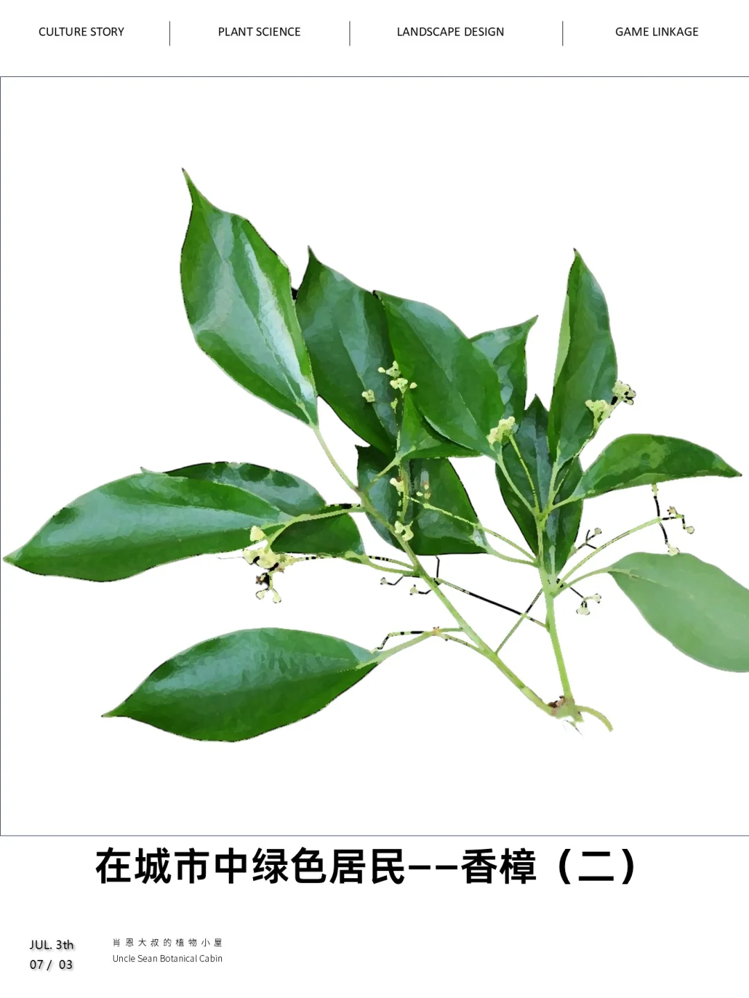 香樟树下的会议，被果实砸头的痛楚🍇