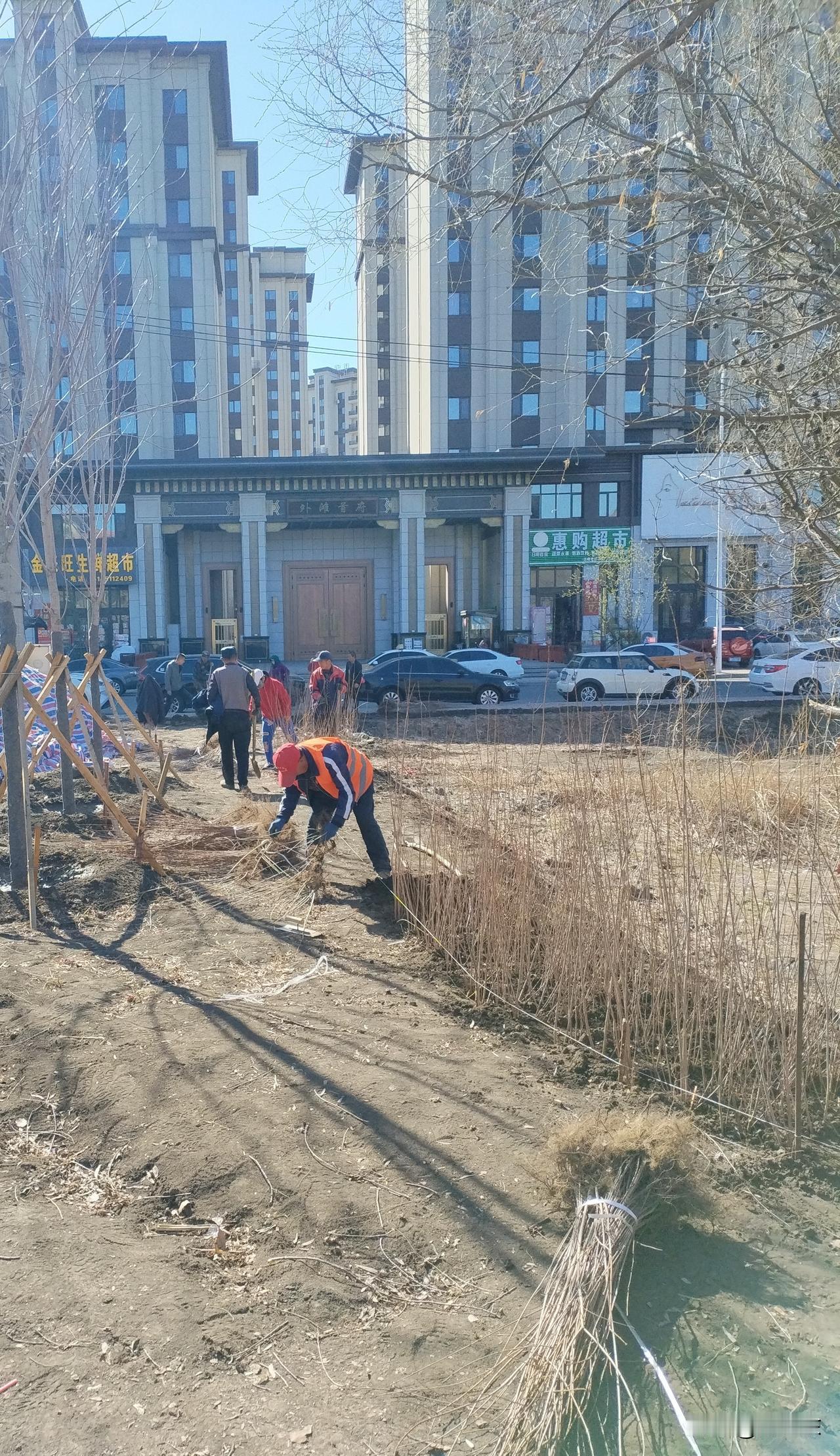 小树苗
寒风飒飒花未开，
街道两旁小苗栽。
生机盎然飘仙气，
请续句……
（映入