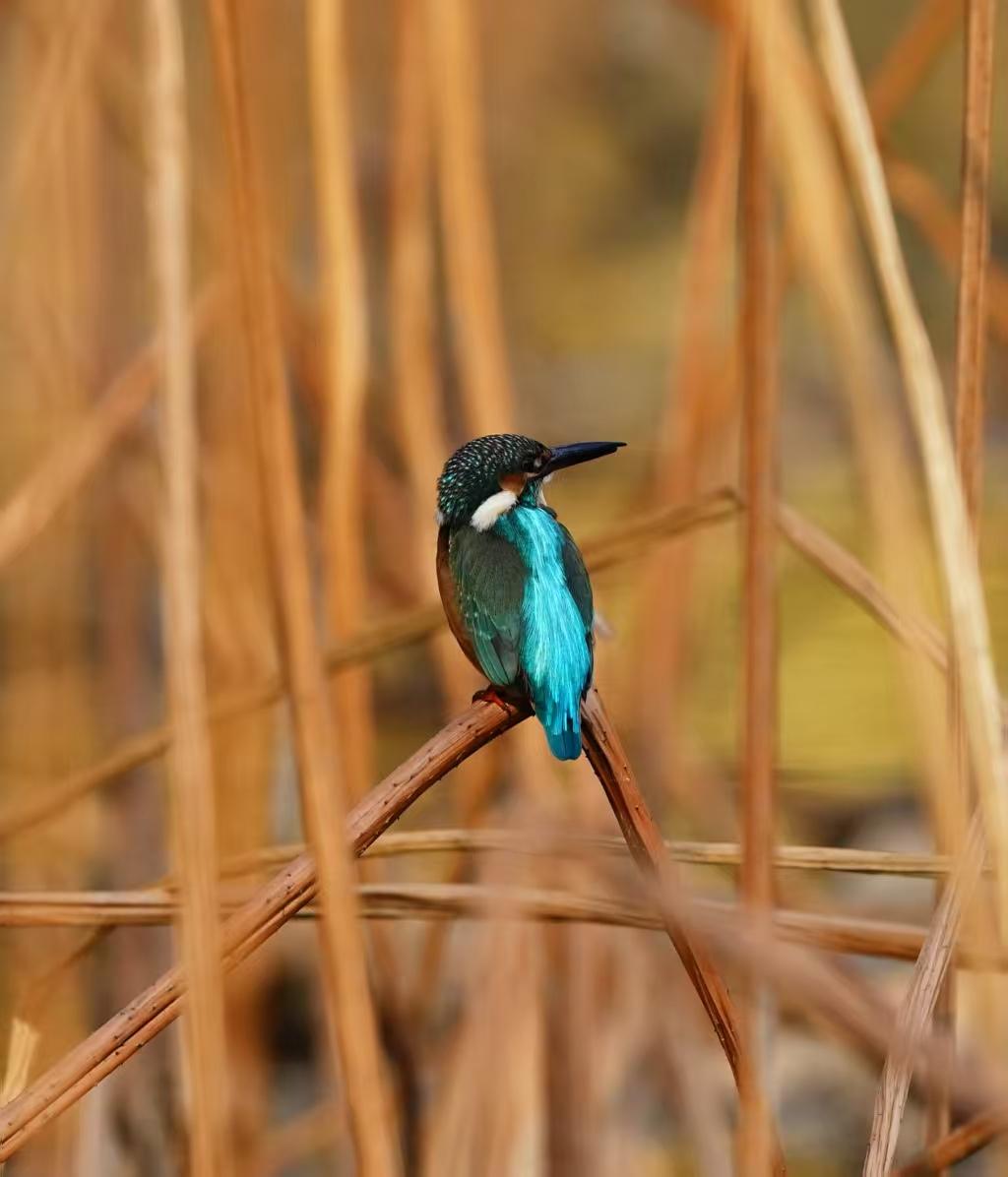山气日夕佳，飞鸟相与还。
田园脱俗气，山水含清辉。
紫薇绕碧宇，晴光落满庭。

