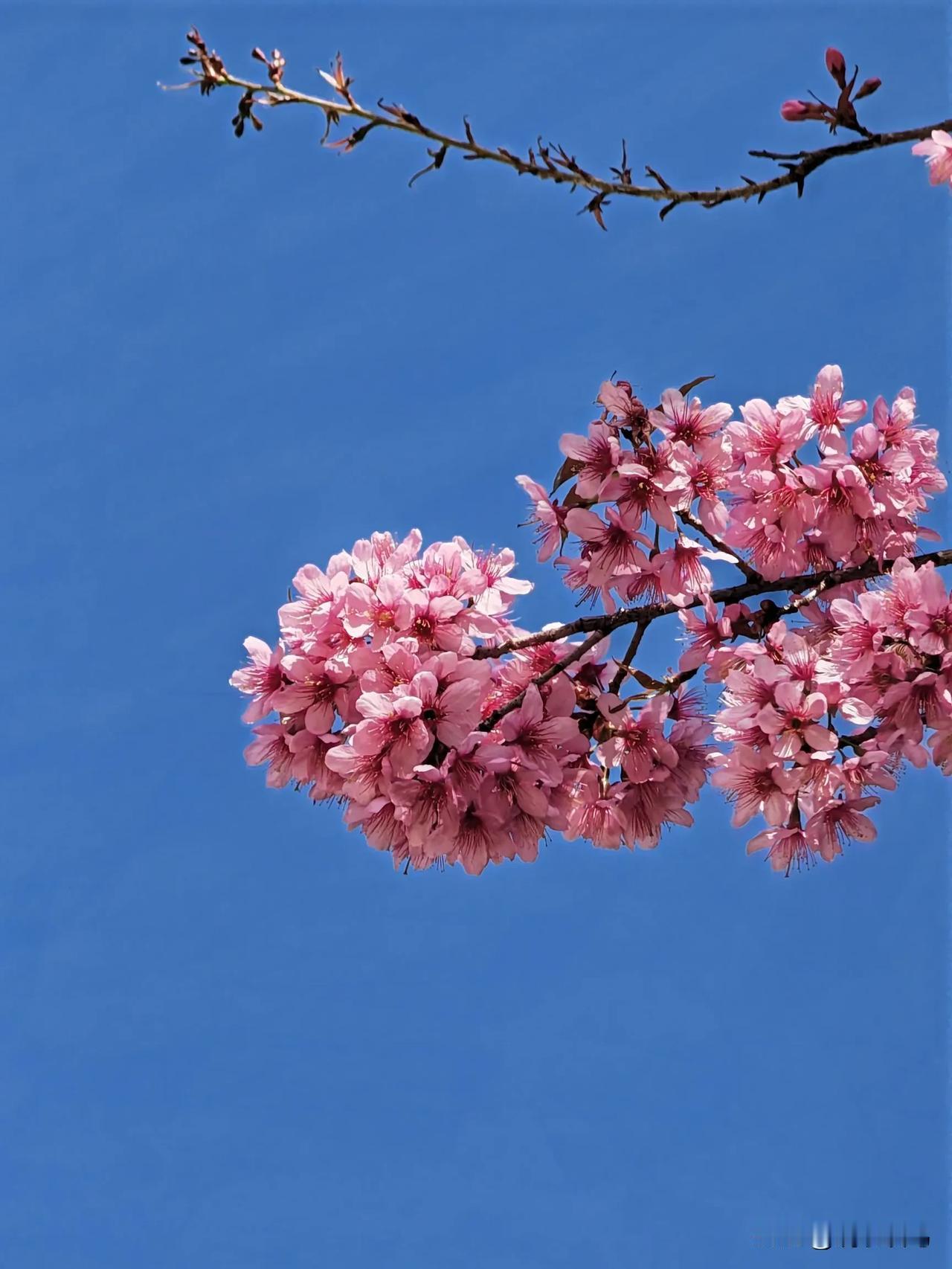 天蓝更显冬樱红
暖阳高照，天空湛蓝。
春城冬樱花盛开，宛如春天已来，令人心旷神怡