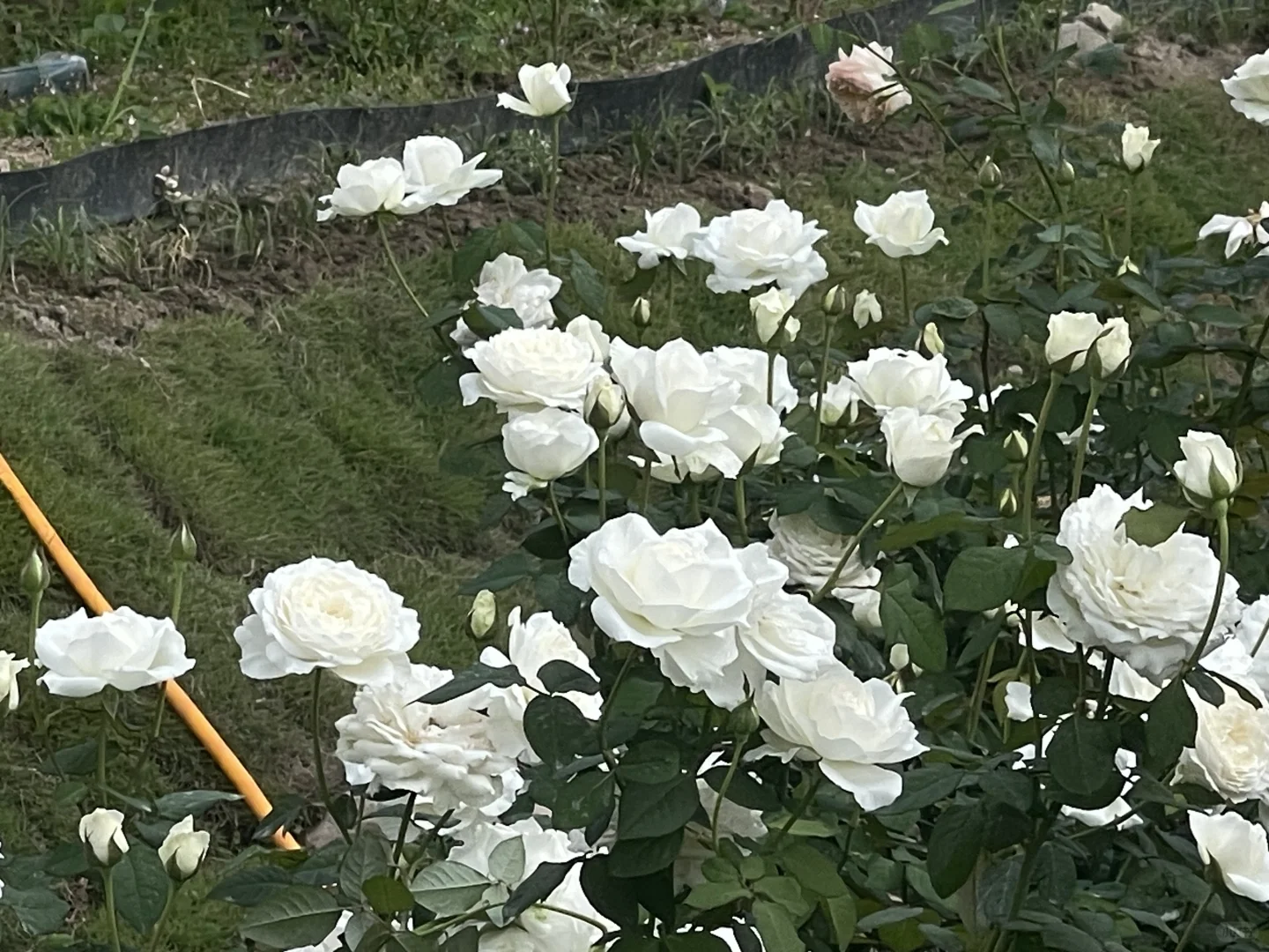 美雪公主秋花