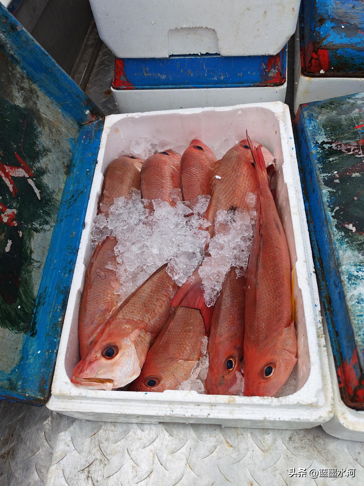 恭喜鸿运当头
今天在沙扒码头看到从深海打捞回来的一箱箱红绸鱼，红麟如丹，冰肌如玉