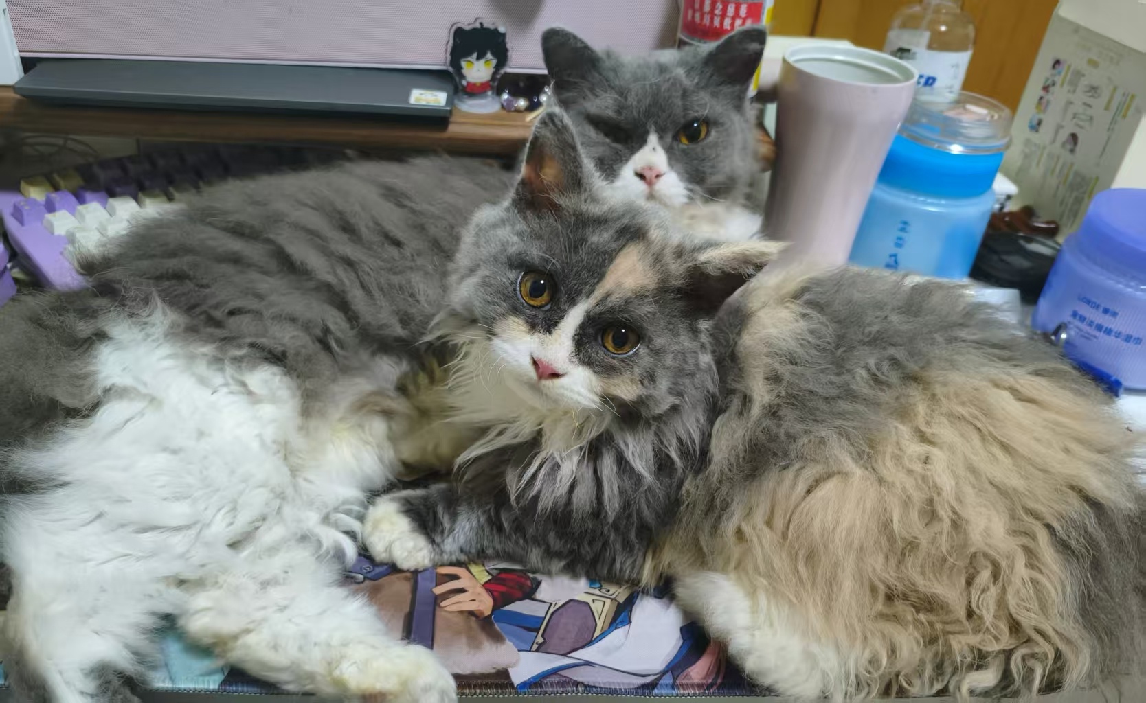 今年新生的小猫已经长大了，有卷毛了。塞尔凯克~ 