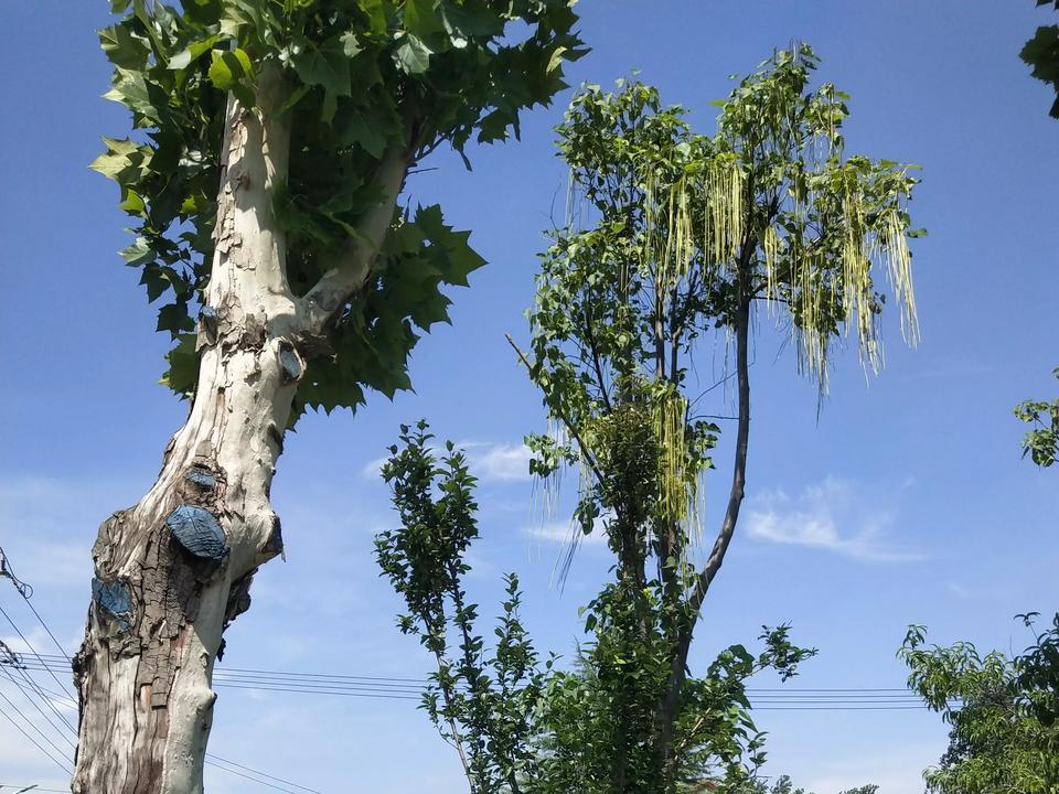 厉害！山东的豆橛子都长成树了？难怪每年的夏天，山河四省的人都在吐槽吃够了豆橛子。
