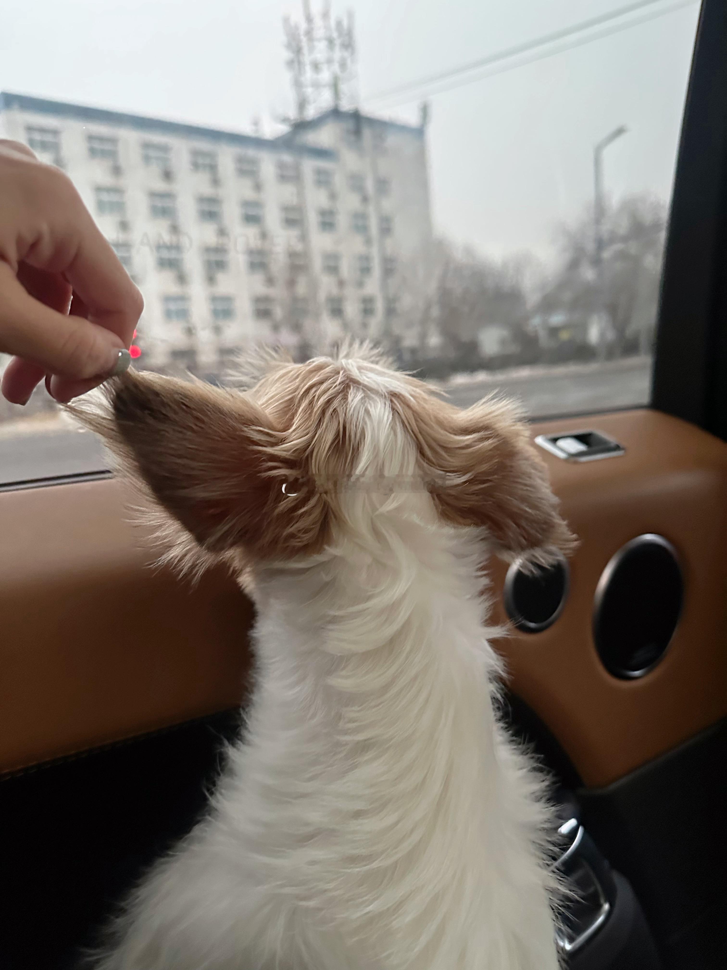 🐶  想 我 了 嘛 🐶 ​​​