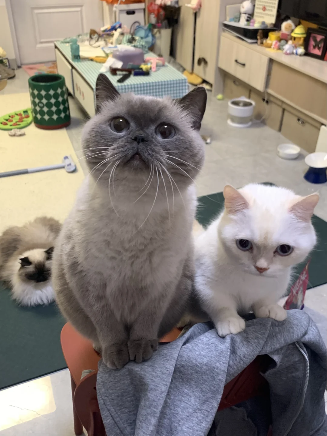 咪！请你们不要夺取人类鱼肠！