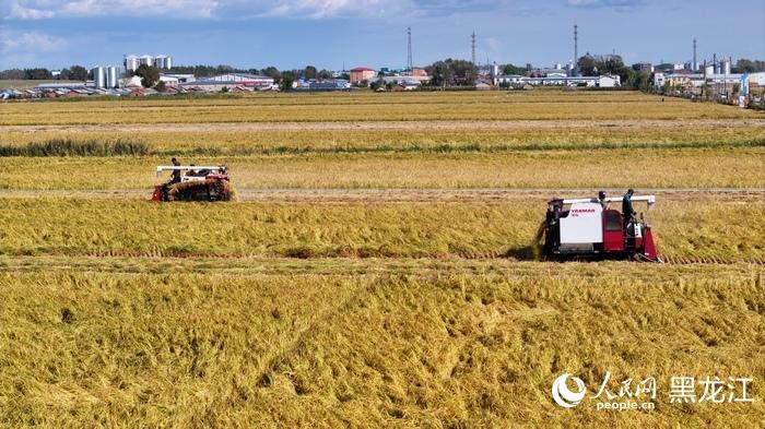 黑龙江一省年产粮8200万吨，印尼全国才5560万吨。一个一年一熟的地方，凭什么