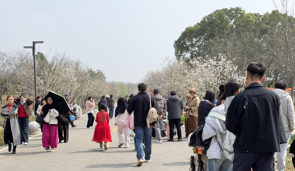 赏樱只拍照太无趣？荆州长湖樱花谷楚风玩法超吸睛
春日赏樱逛来逛去就只是拍几张照片