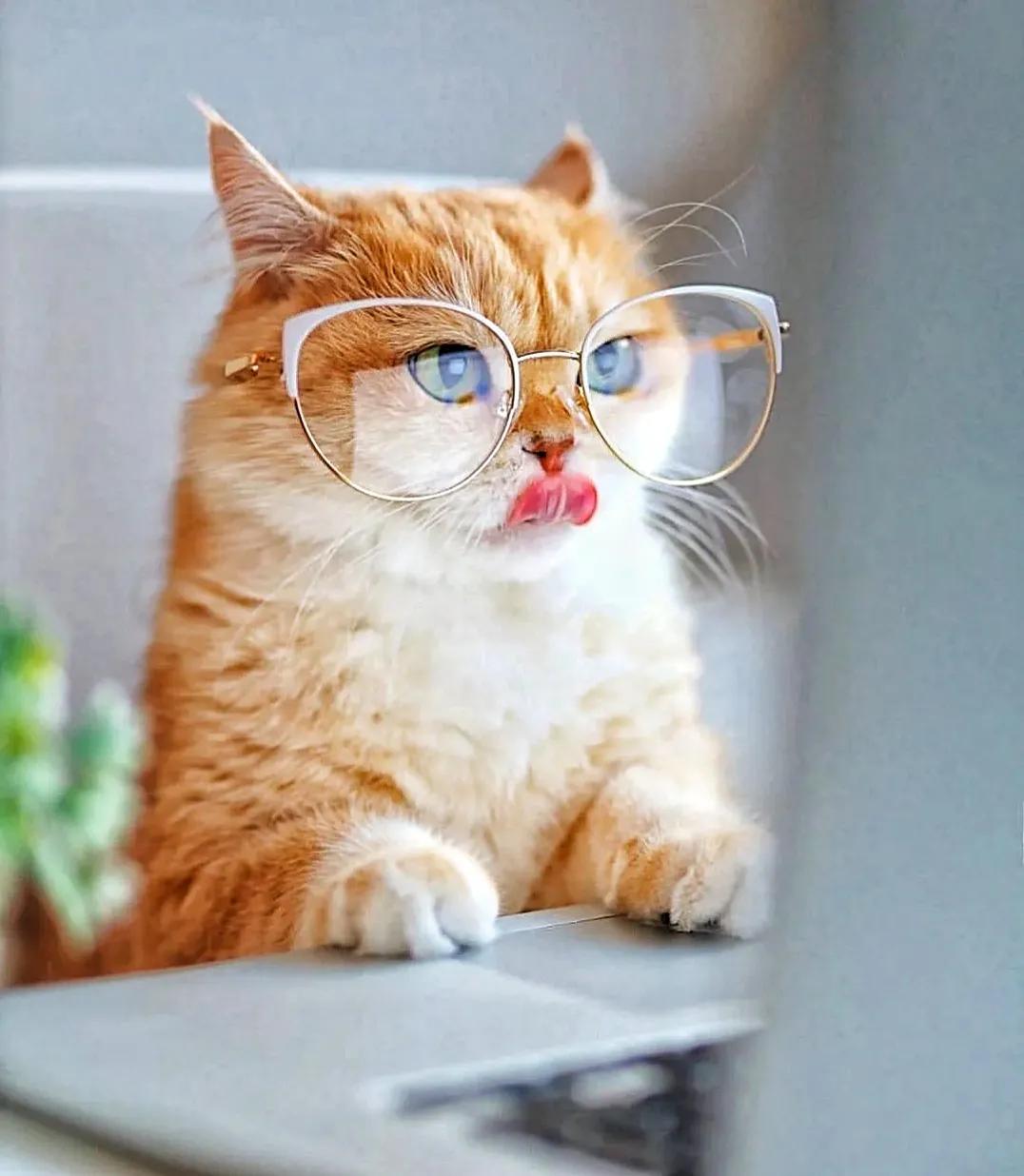 萌宠萌猫