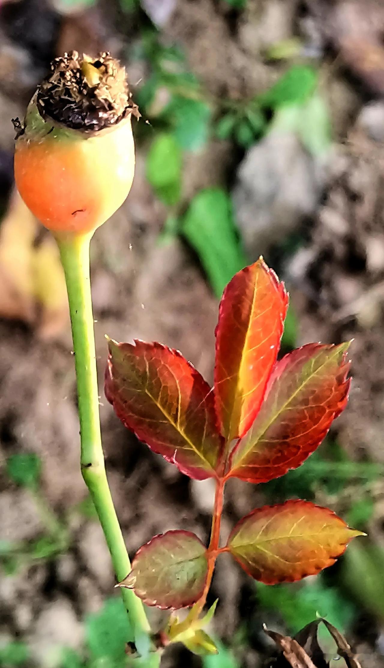 #随手拍公园花草#（原创）
熟透了的月季花果 
大同市平城区御河东岸生态园随手拍