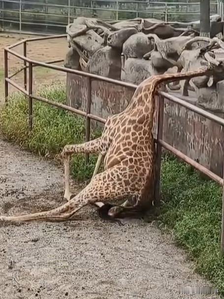 10月15日，江苏南通森林野生动物园一只长颈鹿因玩耍时头部卡入护栏，脖子被折成近