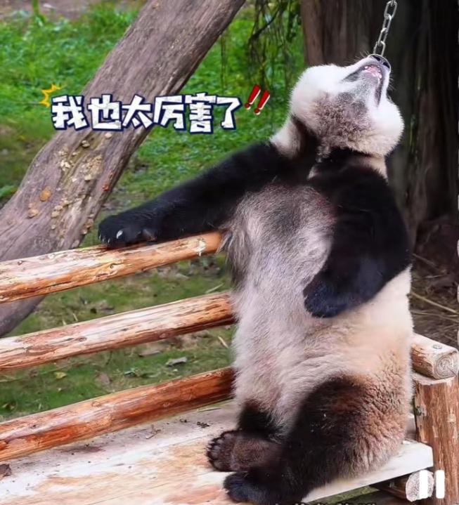 三妹儿仰着头，一个熊坐在秋千上在高兴得意啥呢？原来，在美食和玩具面前无母女！[笑