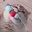 居然担心小猫把冰箱拉倒 咪：不药造谣！！！！ 