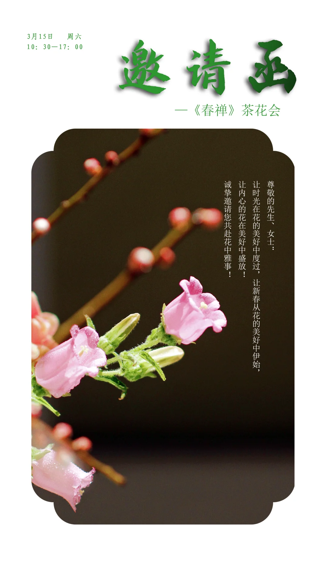 《春禅》茶花会
