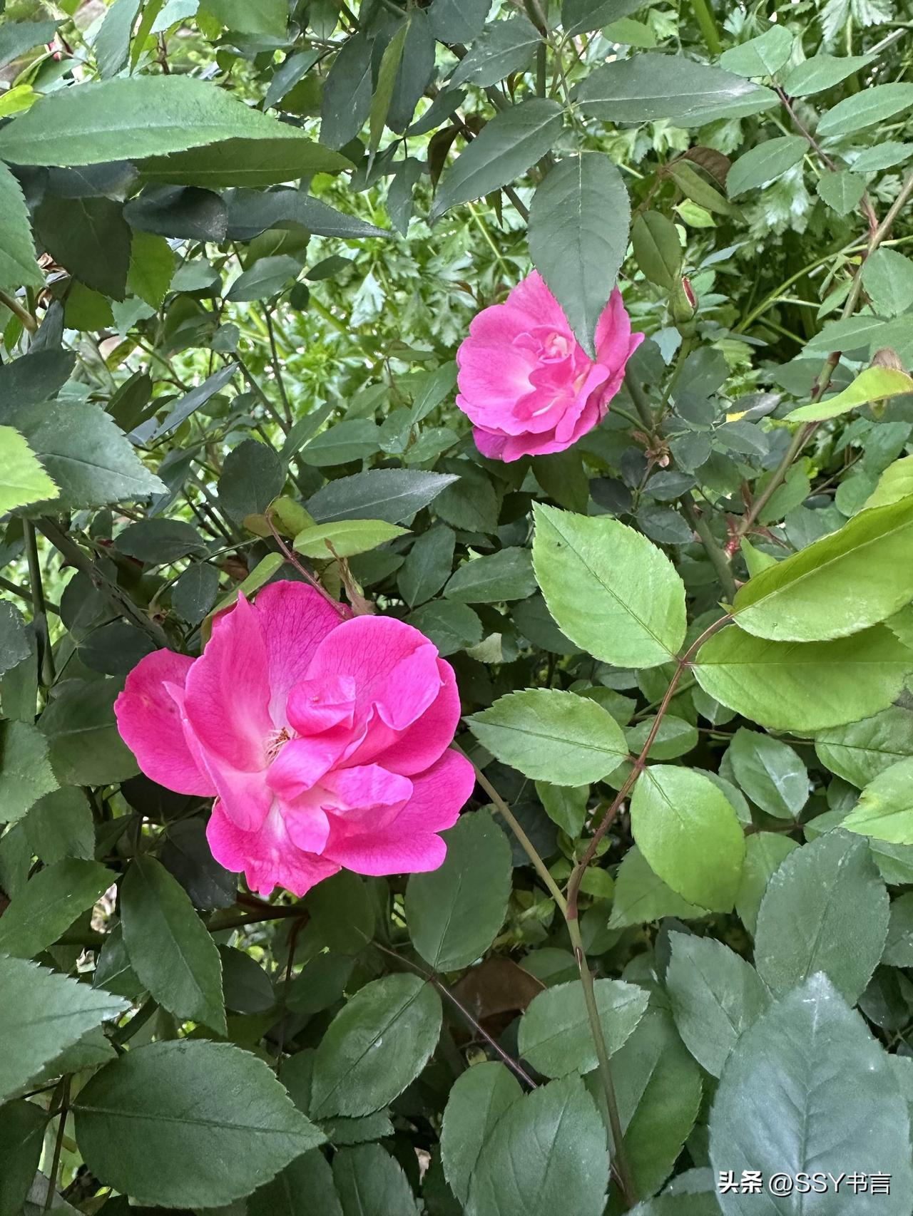 我的春日心愿：身体健康，家人平安，笔下生花，心中无扰

春天是新的开始，风捎来暖