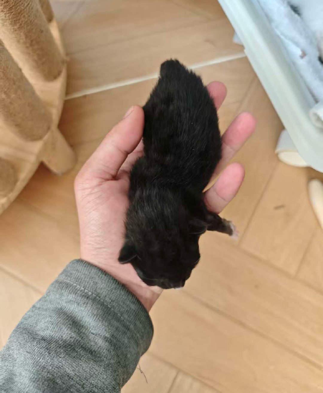 我的花园我的猫 蛋妞的四个娃。老大最强壮～还没有取名～蛋妞在吃饭，完全不介意姥爷