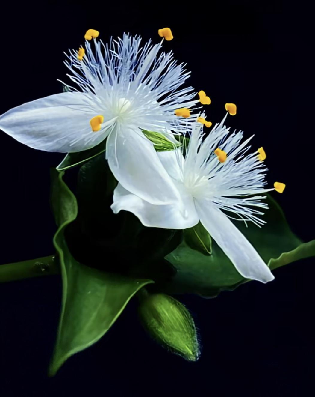 假期前的股市基本这样了，受年报和季报密集发布的影响，资金担心爆雷，进场非常谨慎。