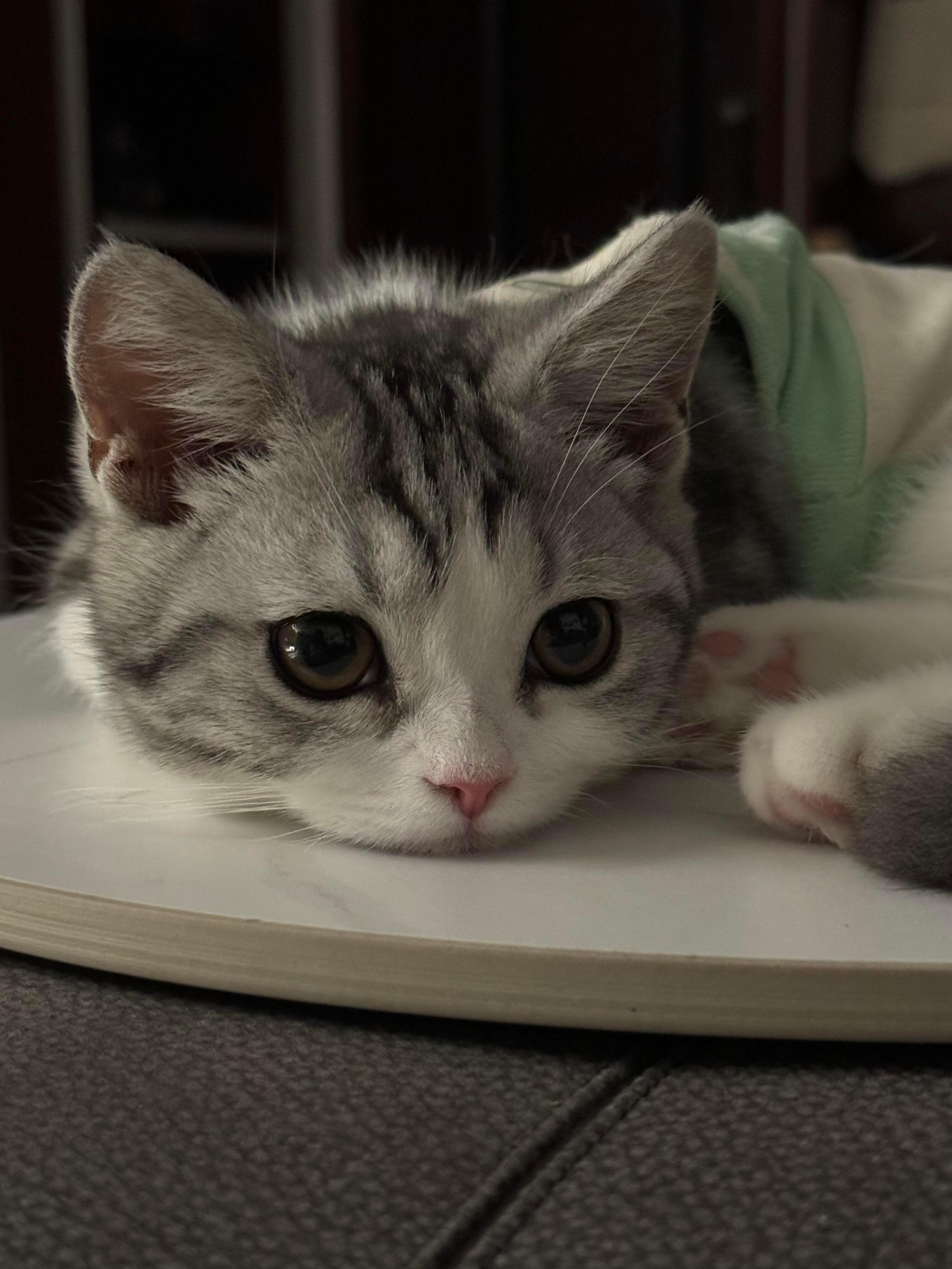 左滑让小猫睡觉 ​​​