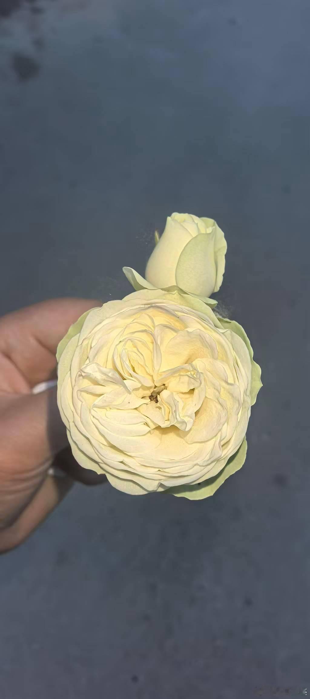 鲜花盛开的季节！看到漂亮的鲜花心情都美丽了！ 
