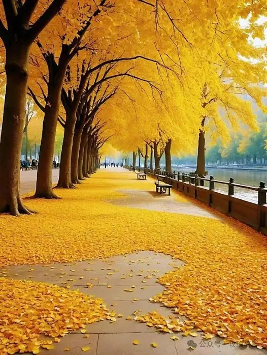 美图欣赏——落叶舞秋风，秋色韵如诗
