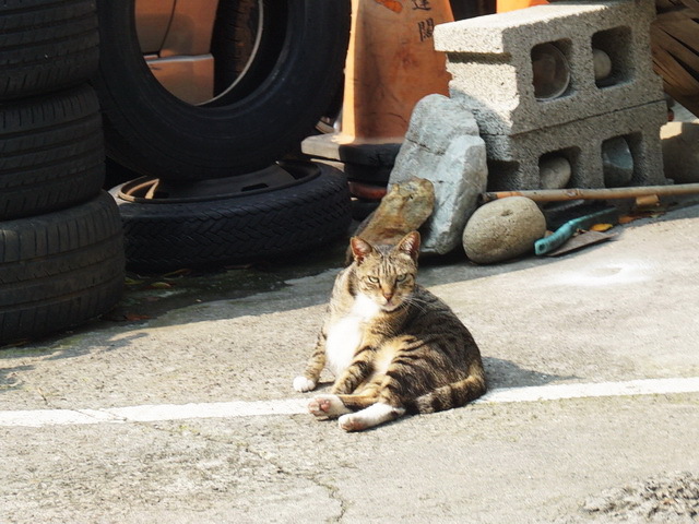 霸气十足猫老大！by/FB/陳雅雯