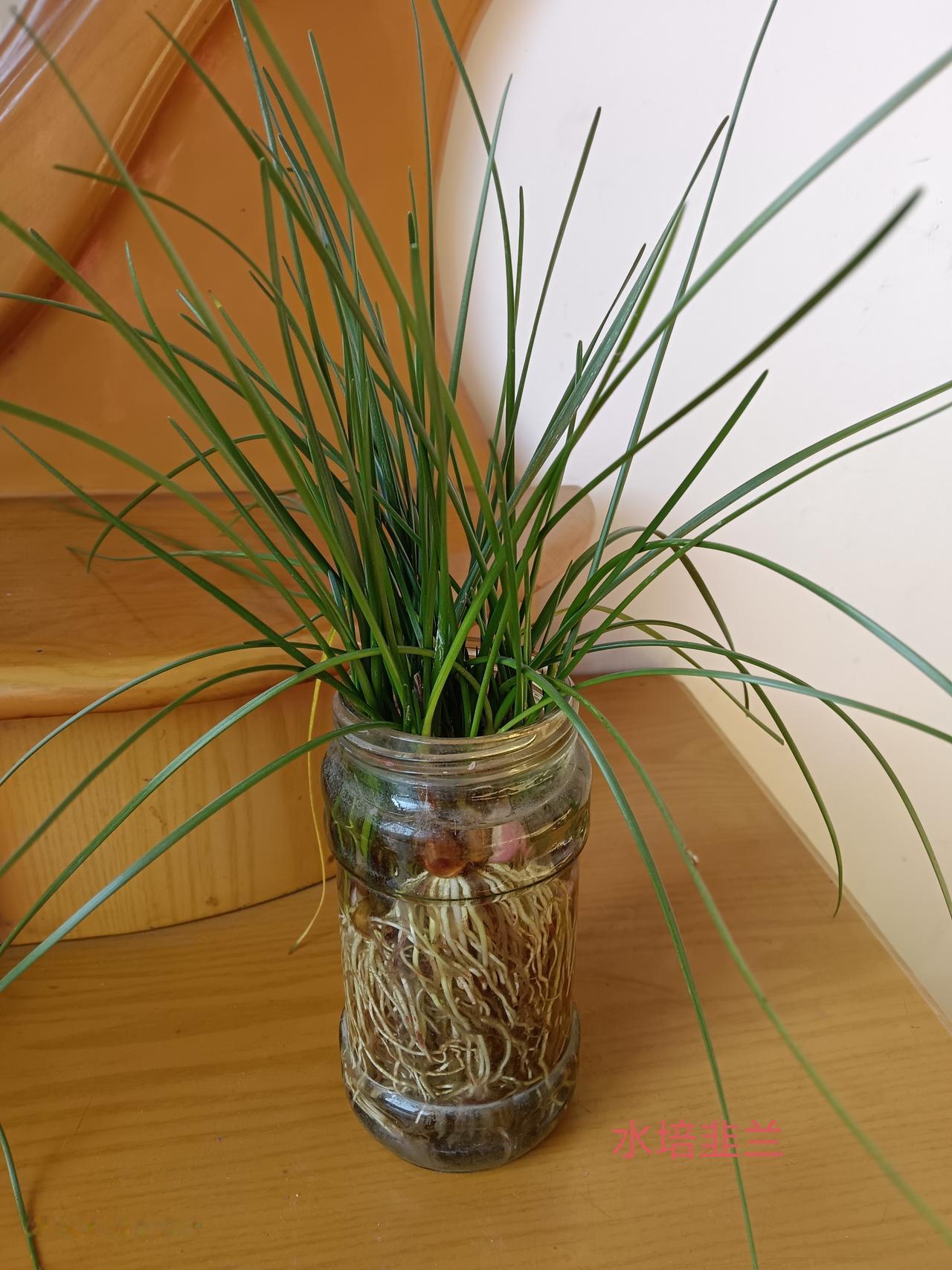 最近对水培植物产生了兴趣，把家里的花花草草基本上都改成了水培，但是也被水淹死了不