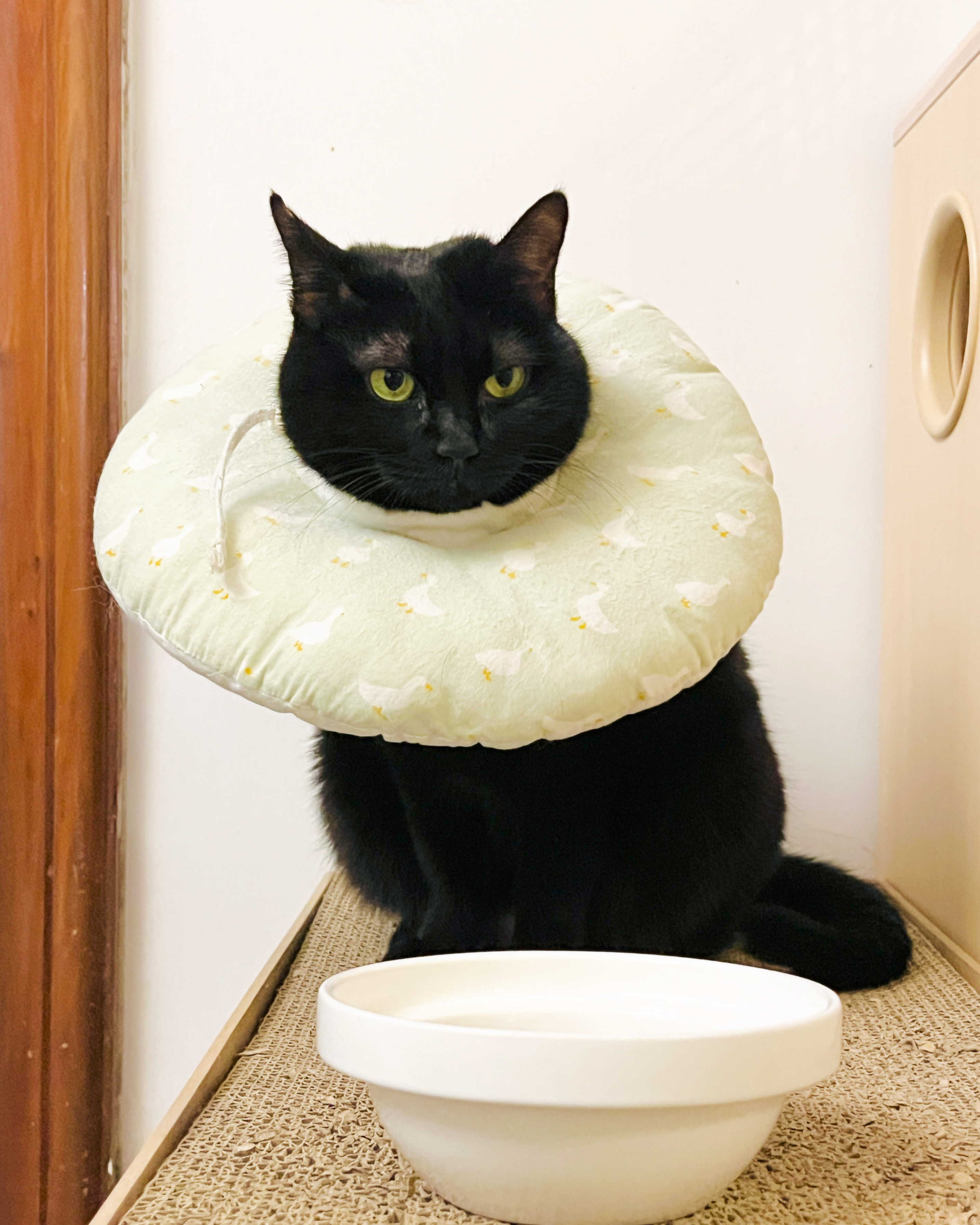 餵藥還要有很多假動作，假裝只是拿東西、假裝只是要梳毛～（感冒惹） 