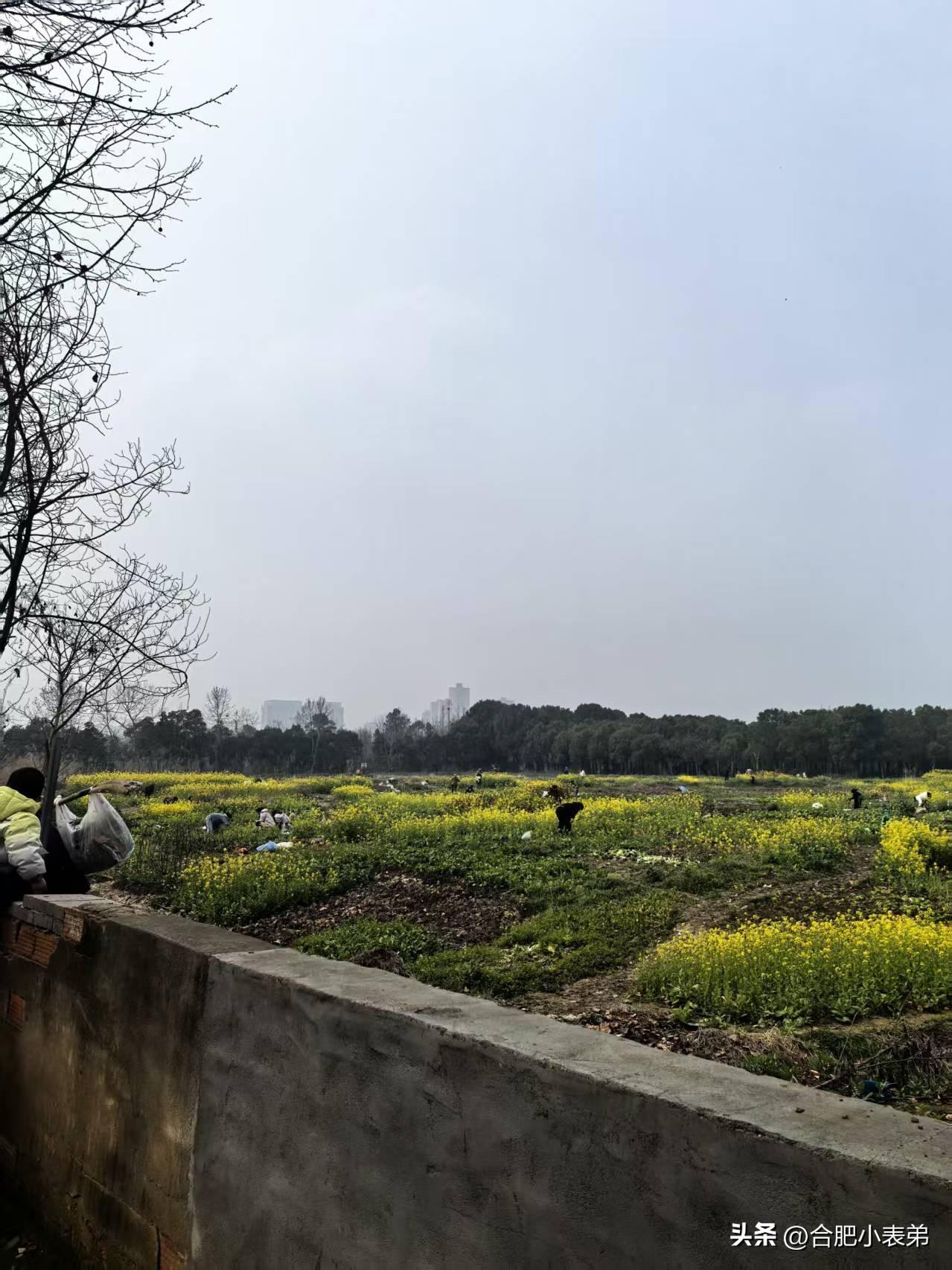 叔叔阿姨的菜地要动迁啦～四里河这块商业用地终于迎来新进展！虽然不是大家期待的山姆