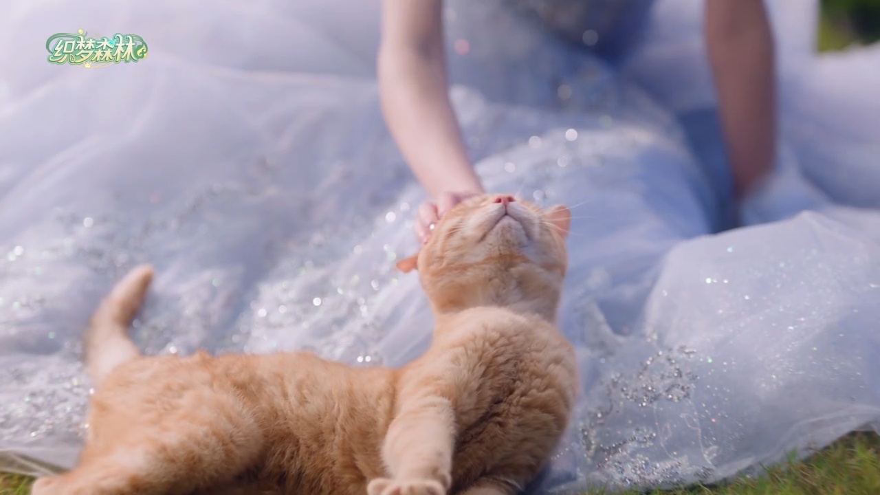 其实我是这个小猫