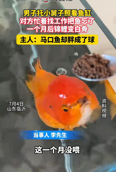 无妄之灾！山东临沂，一名男子出差一个月回家后，发现鱼缸里发生了意外：自己养了多年