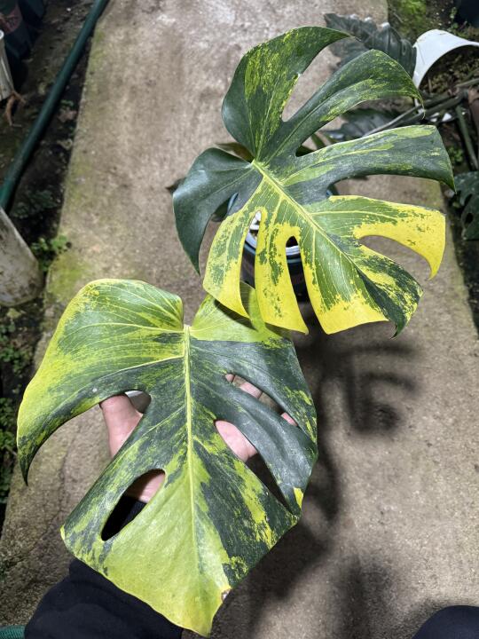 令人迷茫的两片叶子
