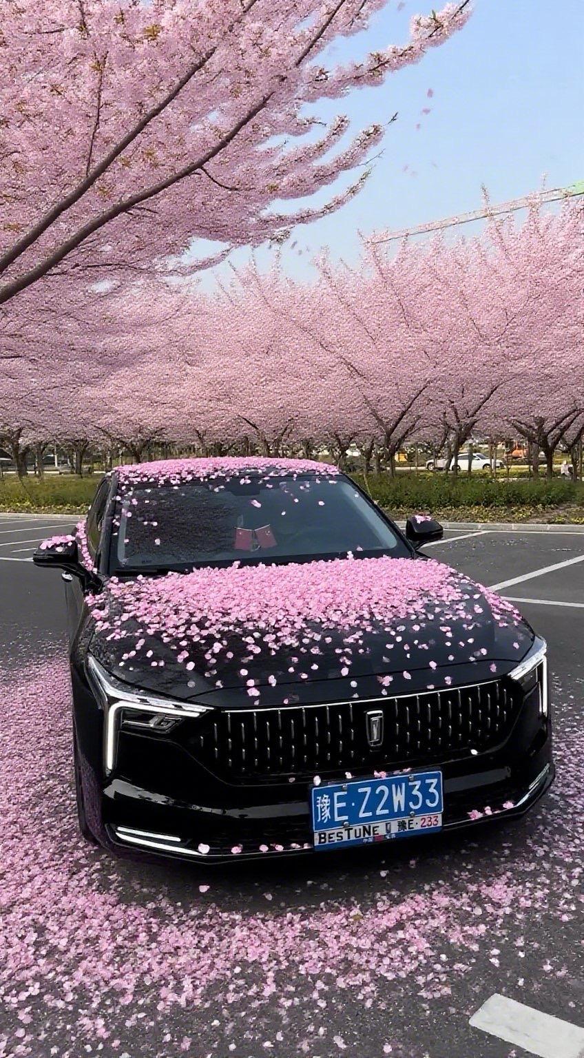 停在樱花树下的B70.
