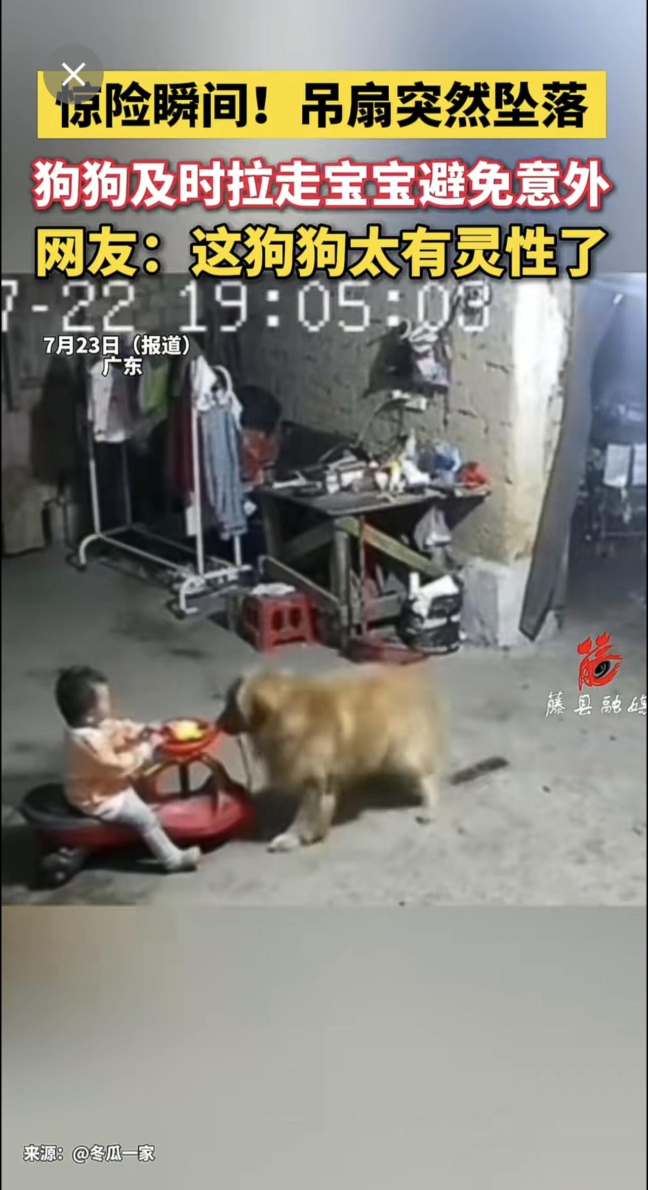 惊险瞬间！吊扇突然坠落，狗狗及时拉走宝宝避免意外，网友：这狗狗太有灵性了[赞]
