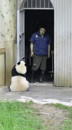 刷到大熊猫奇三妹的视频，真的要被这古灵精怪的小家伙笑坏了。到了下班该回屋的点，它