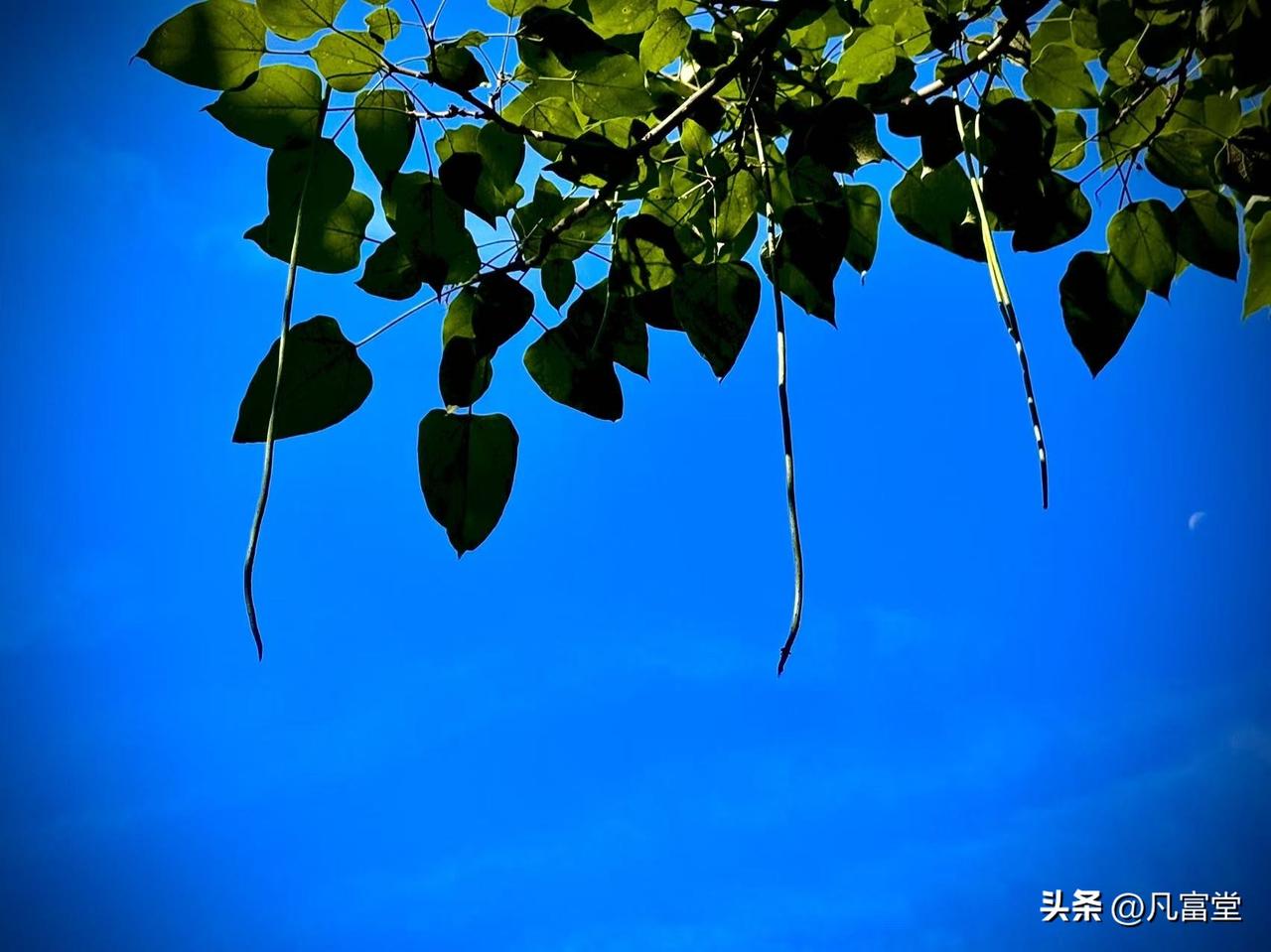 静好的时光
       （原创）


从不喧闹的云朵
在湛蓝的天空中一散开
就