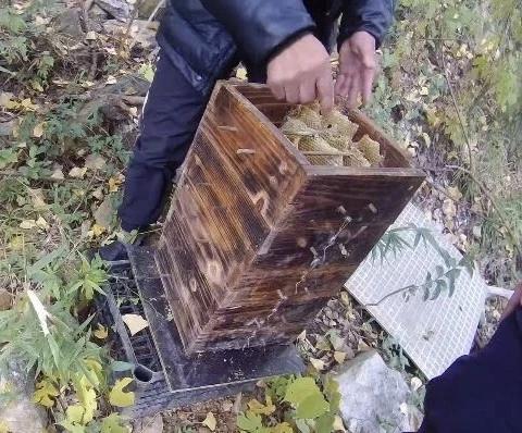 “离谱”！浙江两派蜜蜂，打起来了！民警到场。小蜜蜂也能打架你见过吗？浙江诸暨两派