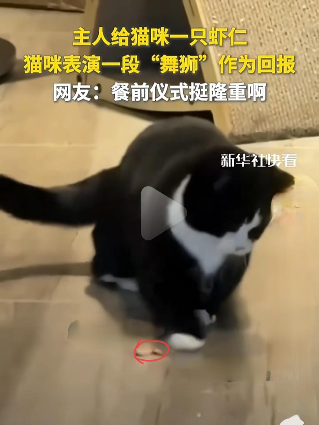 主人刚刚给了猫咪一只虾仁，没想到，这只平日里只知道蹭蹭、喵喵叫的小家伙，瞬间变身