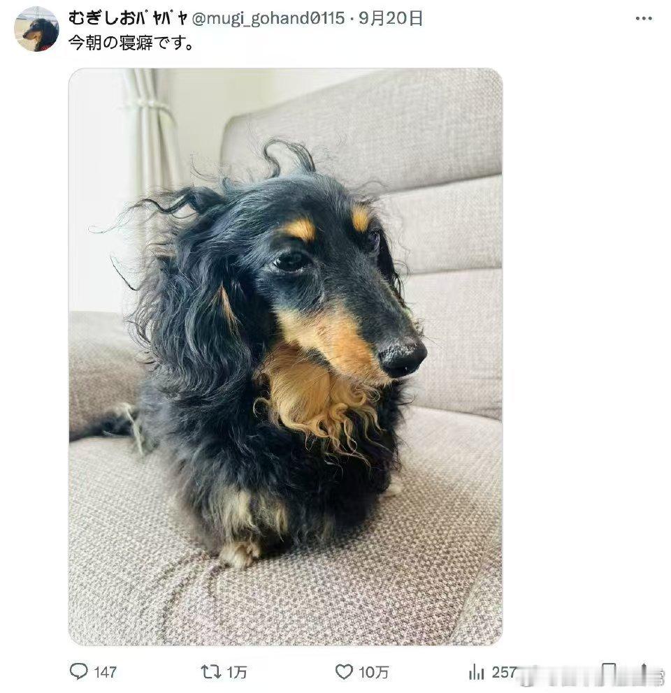 今早刚睡醒的狗子，像极了在家过年的你[doge] 