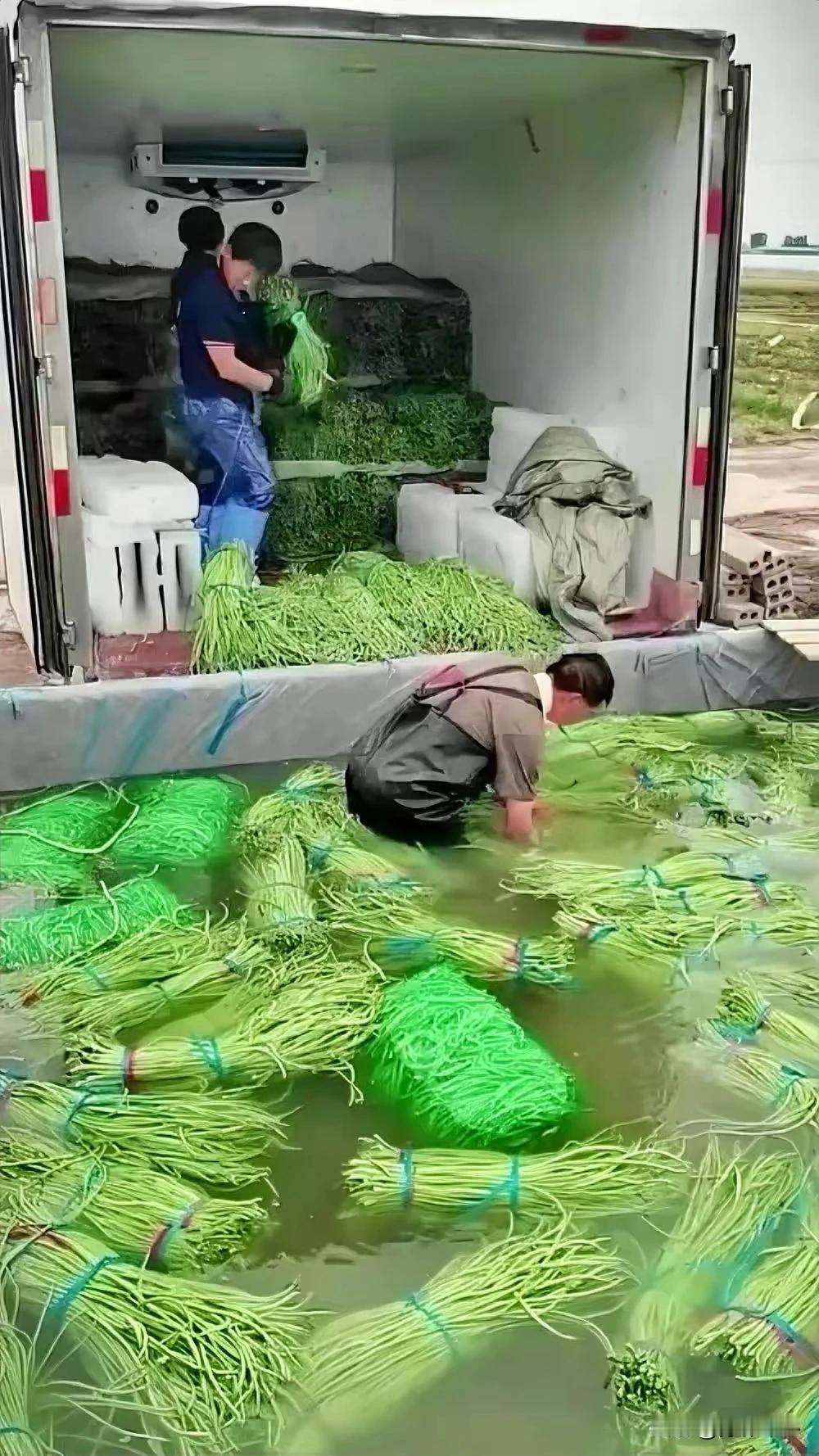 昨天刚吃的蒜苔炒肉，忽然看到这个泡菜的大池子感觉太可怕了！这是泡的蒜苔和豆角吧，