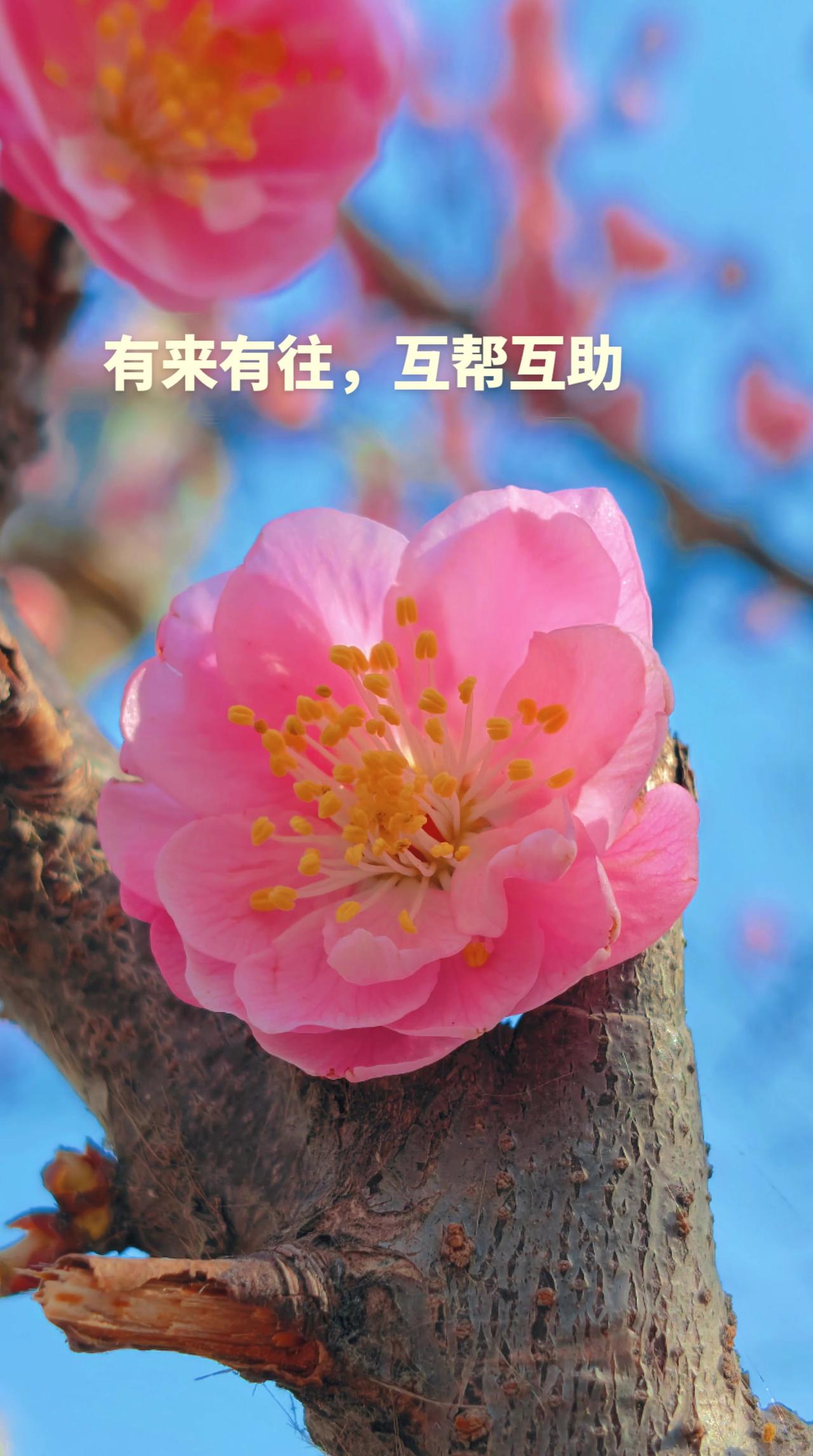 春有约花不误，年年岁岁不相负，抖音创作者计划 玩法达人计划 创作灵感 真实生活分