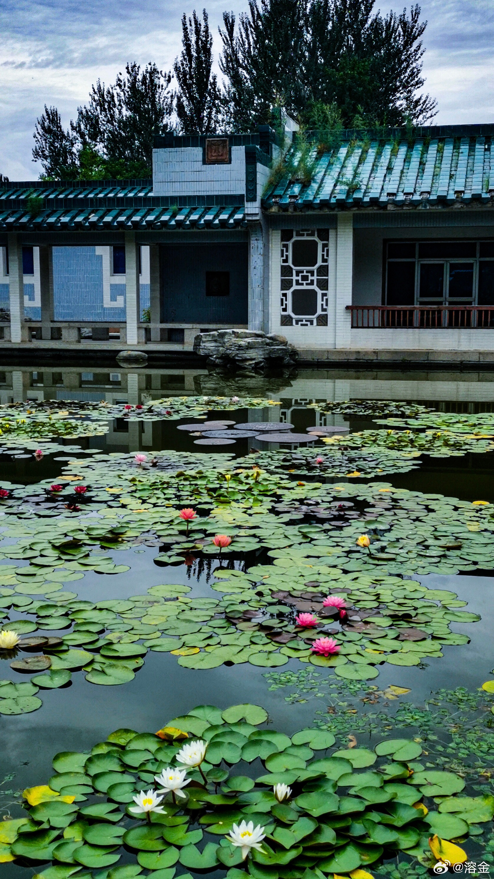 【国家植物园 盆景园 】伏尽迎新节，临池赏睡仙。遥峰浮翠霭，近榭映清涟。艳蕊凝残