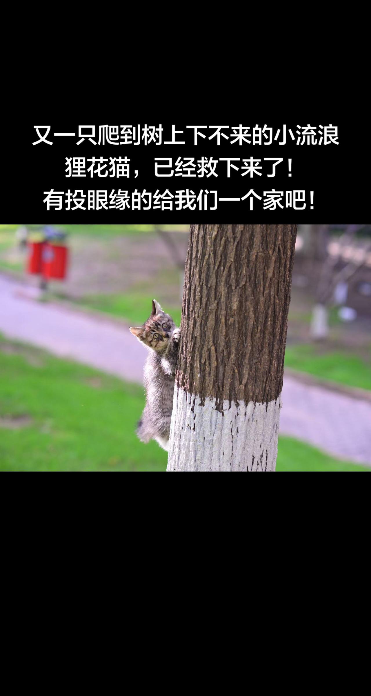给我们一个家吧！不到两个月的小狸花猫非常亲人，非常有灵性懂事！身上非常干净！有投