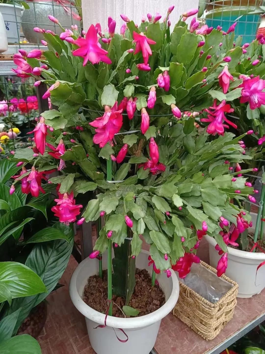 适合新手，开花不断的长寿花长寿花