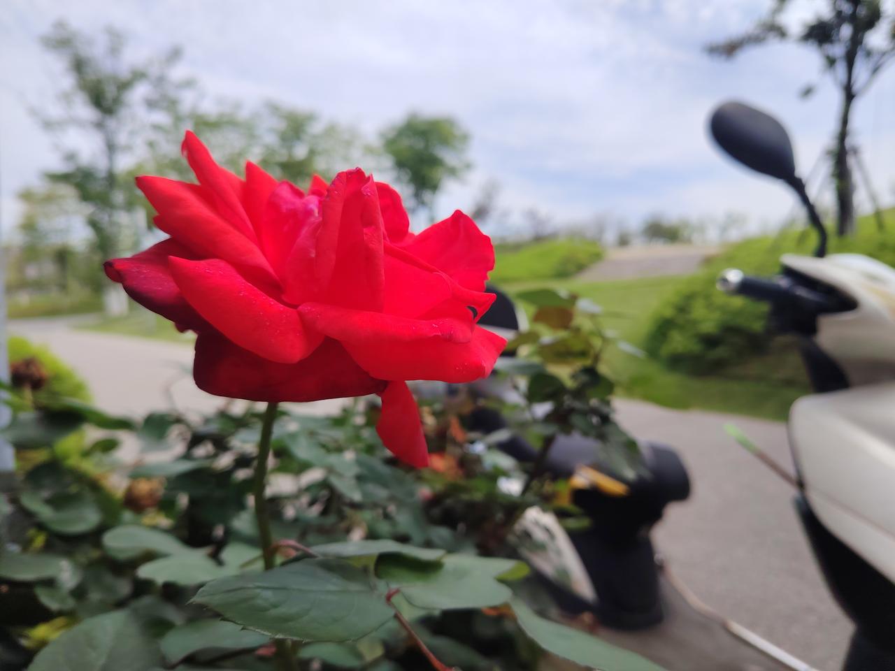 分享一张花的照片