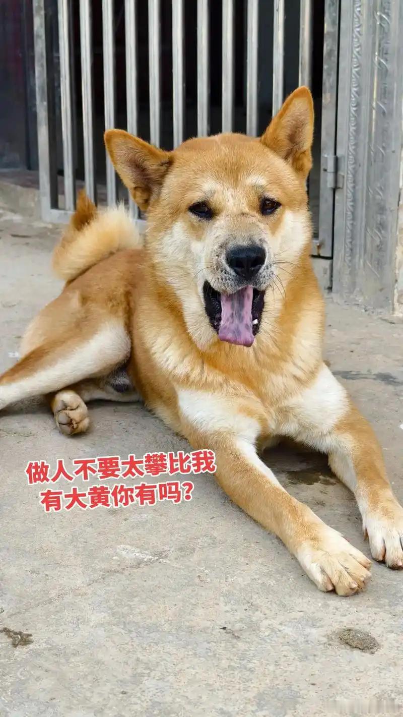 给钱就是好，黄狗当大宝。 