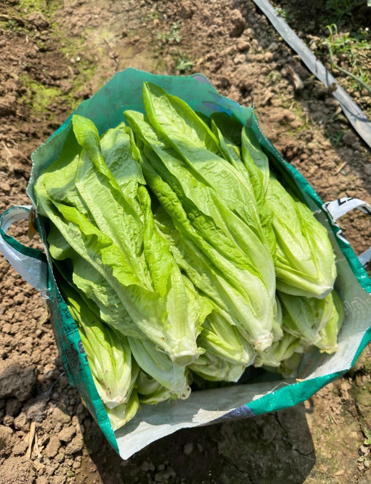 贡菜是莴笋本质上就是莴笋，嫩的时候是油麦菜，老了的根茎就是莴笋，把莴笋晒干就成贡